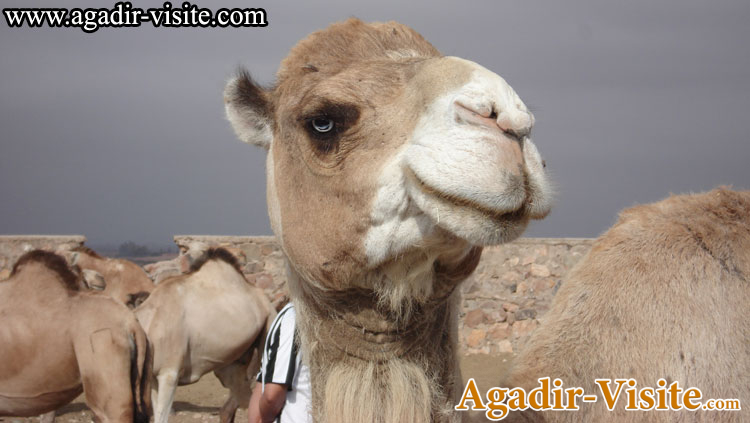 Ausflug Guelmim Sidi Ifni (1t)