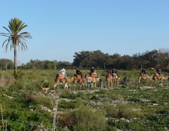 5 consejos esenciales para su primer paseo en camello en Agadir