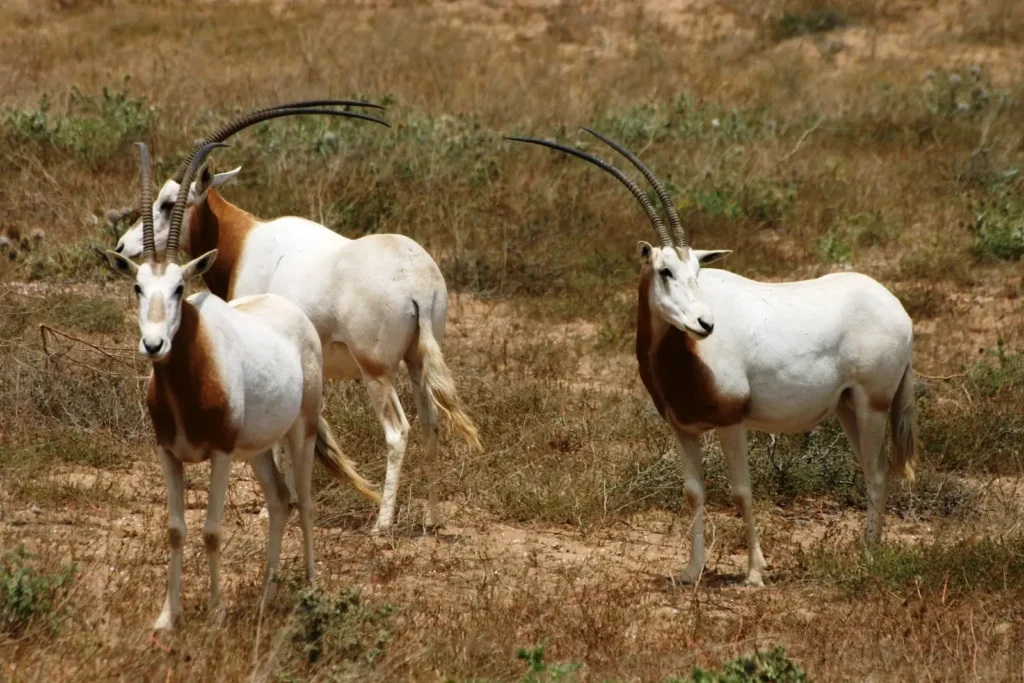 hacer un viaje al Parque Nacional de Souss Massa